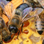 Queen Bee image taken by avlxyz