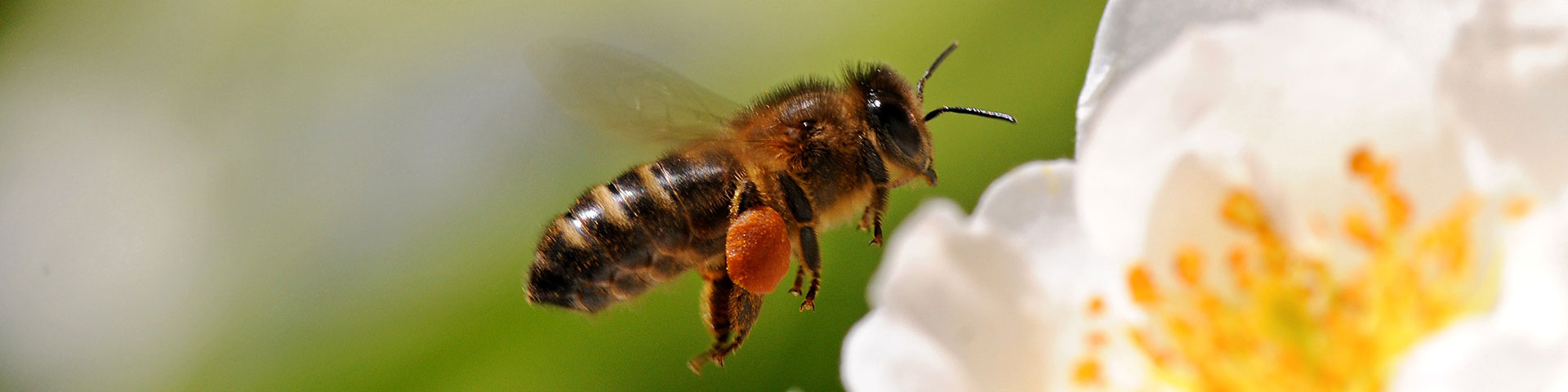 <span>About the</span> Honey Bee