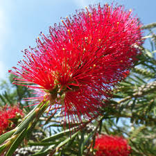 Bottlebrush Premium Table Honey