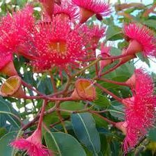 Eucalypt Premium Table Honey