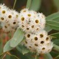 Lemon Scented Gum Premium Table Honey