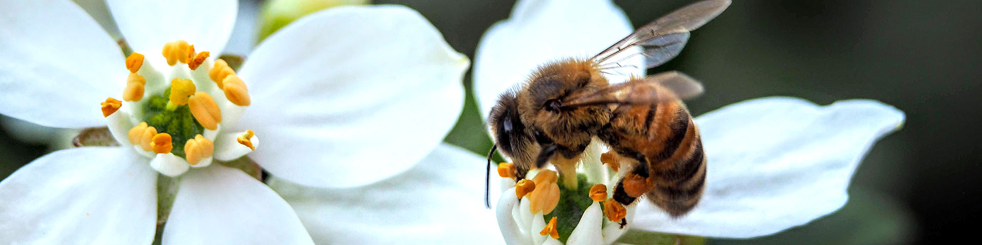 <span>How Honey</span> is Made