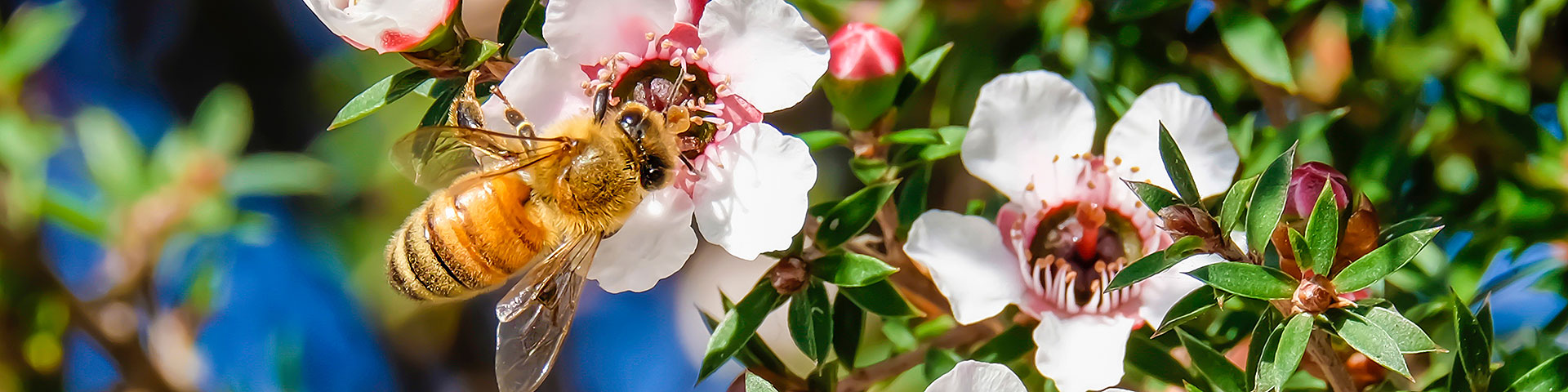 Manuka Honey 