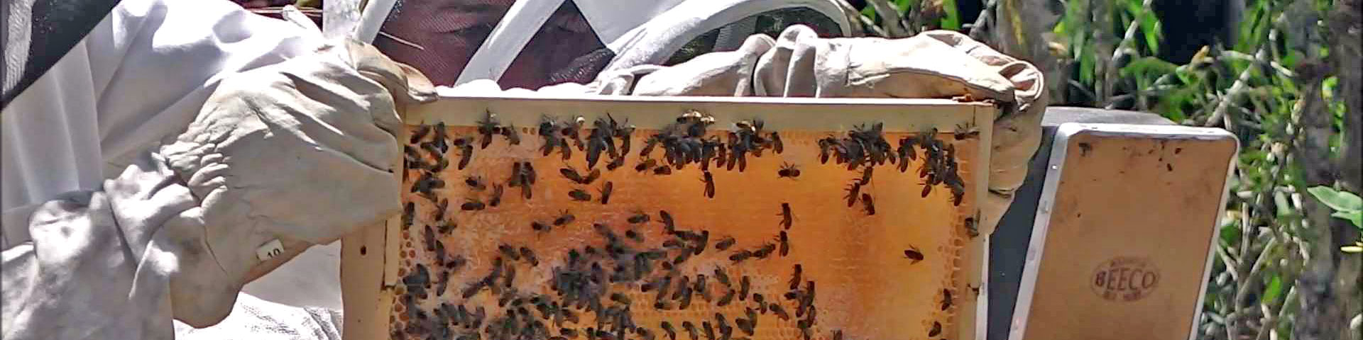 <span>Small Harvest</span> Beekeeping Practices