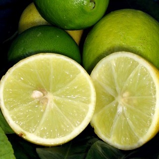Lime Premium Table Honey