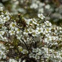 Tea Tree Premium Table Honey