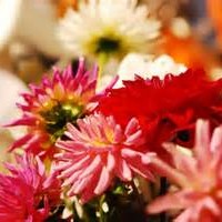 Wildflower Premium Table Honey